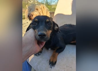 Csiperke, zauberhafte Kämpferin, ca. 2 Jahre, ca. 25 cm, ca. 4 kg *bald in 81737 München*