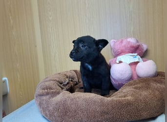 Pixie, wunderbare Zaubermaus, ca. 3 Monate, ca. 17 cm, ca. 2 kg