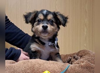 Little Rocky, kleiner, großer Schmuser, ca. 3 Monate, ca. 21 cm, ca. 3 kg