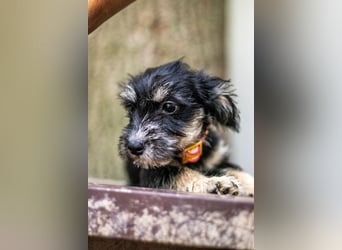 Loredana, klitzekleines Prinzesschen, ca. 5 Monate, ca. 17 cm, ca. 1 kg *in 65520 Bad Camberg*