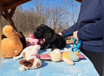 Arthos, kleines Energiebündel, ca. 3 Monate, ca. 18 cm, ca. 2 kg *bald in 80687 München*