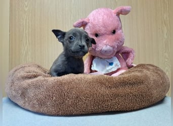 Misty, zartes Welpenmäuschen, ca. 3 Monate, ca. 14 cm, ca. 1 kg