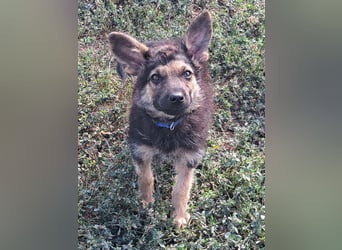 Kleiner Zeno ( *07/2026 ) sucht seine Familie