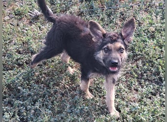 Kleiner Zeno ( *07/2026 ) sucht seine Familie