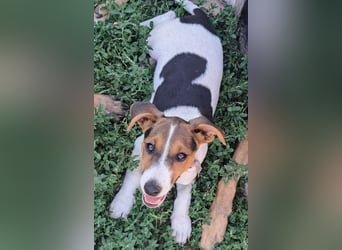 Kleiner Chester (*05/2026) sucht seine Familie