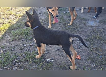 Kleiner Zeno ( *07/2026 ) sucht seine Familie