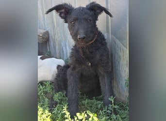 Kleine Barka (*04/2026) sucht ihre Familie