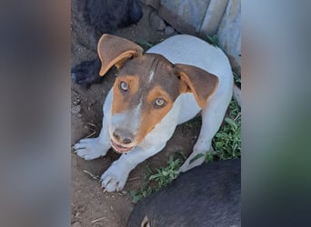 Kleiner Cooper (*05/2026) sucht seine Familie
