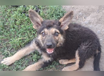 Kleiner Zeno ( *07/2026 ) sucht seine Familie
