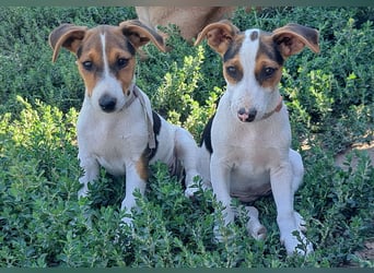 Kleiner Chester (*05/2026) sucht seine Familie