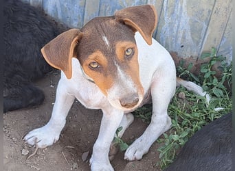 Kleiner Cooper (*05/2026) sucht seine Familie