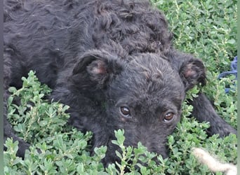 Kleine Barka (*04/2026) sucht ihre Familie