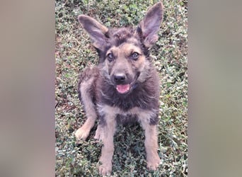 Kleiner Zeno ( *07/2026 ) sucht seine Familie