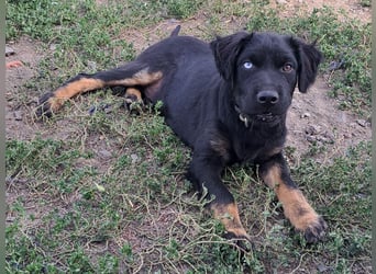 Kleiner Marco ( * 04/2026 ) sucht seine Familie