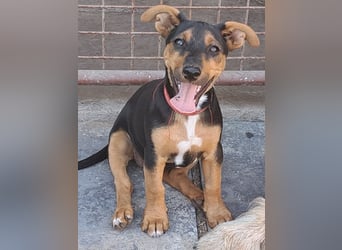 Kleine Cleo (*05/2026) sucht ihre Familie