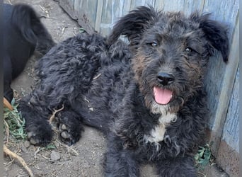 Kleine Bodza (*04/2026) sucht ihre Familie