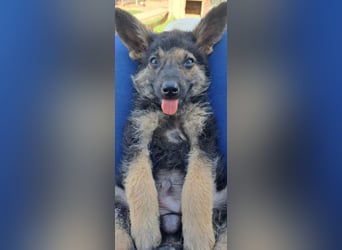 Kleiner Zeno ( *07/2026 ) sucht seine Familie