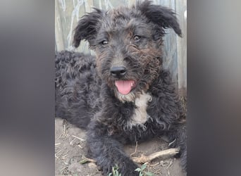 Kleine Bodza (*04/2026) sucht ihre Familie