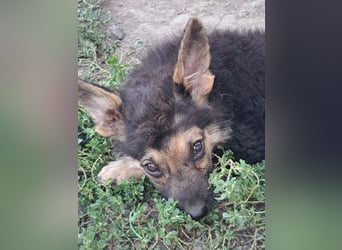 Kleiner Zeno ( *07/2026 ) sucht seine Familie