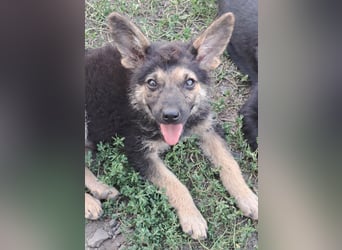 Kleiner Zeno ( *07/2026 ) sucht seine Familie