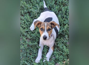 Kleiner Chester (*05/2026) sucht seine Familie
