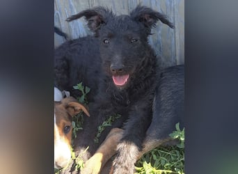 Kleine Barka (*04/2026) sucht ihre Familie