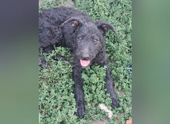 Kleine Barka (*04/2026) sucht ihre Familie