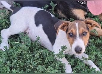 Kleiner Chester (*05/2026) sucht seine Familie