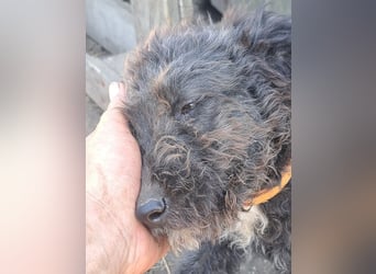 Kleine Bodza (*04/2026) sucht ihre Familie