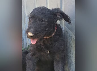Kleine Barka (*04/2026) sucht ihre Familie