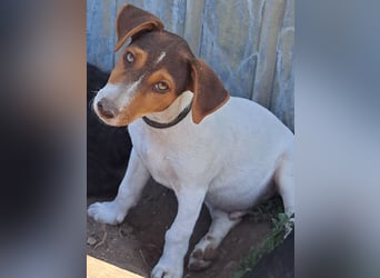 Kleiner Cooper (*05/2026) sucht seine Familie