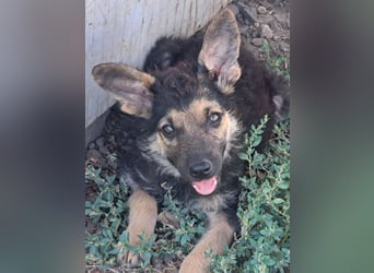 Kleiner Zeno ( *07/2026 ) sucht seine Familie