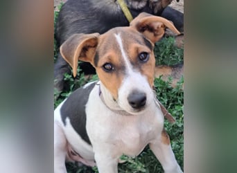 Kleiner Chester (*05/2026) sucht seine Familie