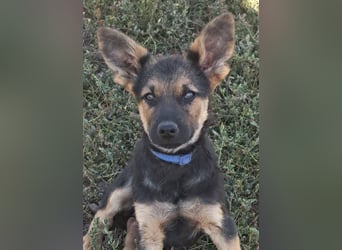 Kleiner Zeno ( *07/2026 ) sucht seine Familie
