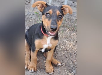 Kleine Cleo (*05/2026) sucht ihre Familie