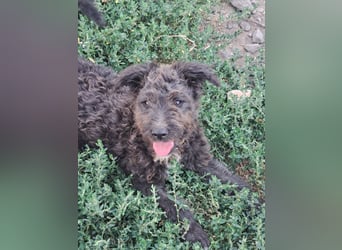 Kleine Bodza (*04/2026) sucht ihre Familie