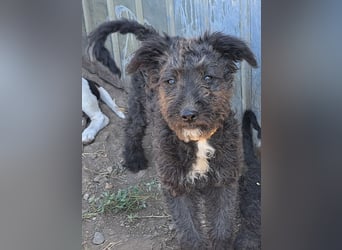 Kleine Bodza (*04/2026) sucht ihre Familie