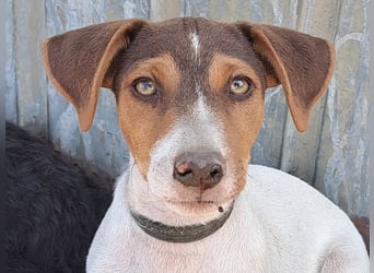Kleiner Cooper (*05/2026) sucht seine Familie