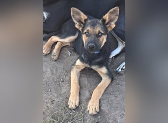 Kleiner Zeno ( *07/2026 ) sucht seine Familie