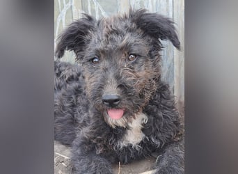 Kleine Bodza (*04/2026) sucht ihre Familie