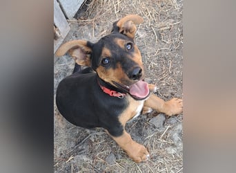 Kleine Cleo (*05/2026) sucht ihre Familie