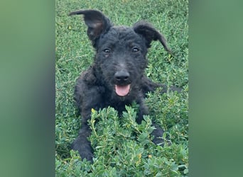 Kleine Barka (*04/2026) sucht ihre Familie