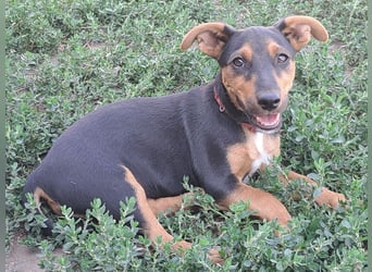 Kleine Cleo (*05/2026) sucht ihre Familie