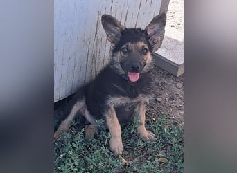 Kleiner Zeno ( *07/2026 ) sucht seine Familie