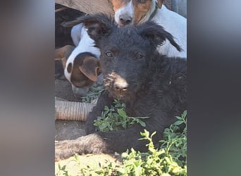 Kleine Barka (*04/2026) sucht ihre Familie
