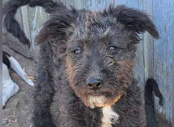 Kleine Bodza (*04/2026) sucht ihre Familie