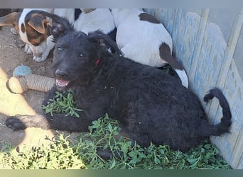 Kleine Barka (*04/2026) sucht ihre Familie