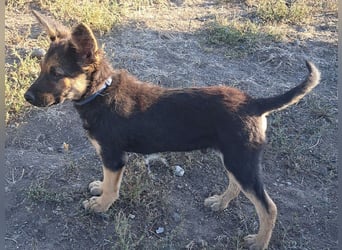 Kleiner Zeno ( *07/2026 ) sucht seine Familie