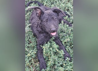 Kleine Barka (*04/2026) sucht ihre Familie
