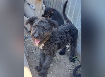Kleine Bodza (*04/2026) sucht ihre Familie